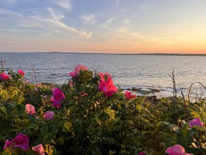 View of the bay with beach rose flowers in foreground